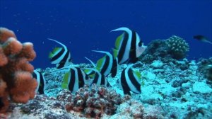 17 видео заставок природы для видео.Без авторского права.