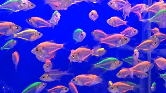 Стеклянный окунь цветной неоновый (Ambassis ranga) смотреть онлайн