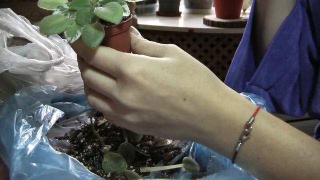 Пересаживаю пестролистные фиалки ? меняю грунт комнатной розе смотреть онлайн