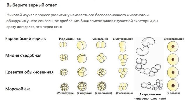 Подготовка к олимпиаде, ЕГЭ по биологии 2022. Ботаника, зоология, независимая, зависимая переменная смотреть онлайн
