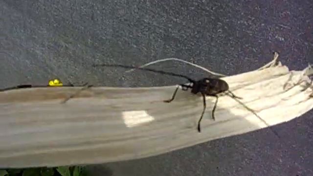 Жук дровосек смотреть онлайн