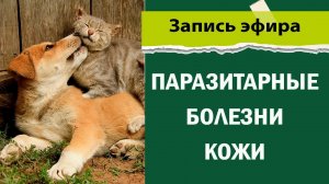 Паразитарные болезни кожи  | Видео конференция для ветеринаров