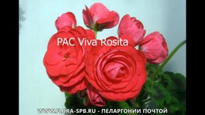 ПРОДОЛЖАЕМ НАСЛАЖДАТЬСЯ! МОИ РОЗЕБУДНЫЕ ПЕЛАРГОНИИ ПО СОРТАМ. Часть 2.