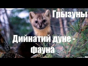 Дийнатий дуне - фауна. Бовза беза Наьна мотт.  Наьна мотт - Даьла совгIат, халкъа са.