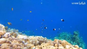 чтобы заснуть, гипнотическая музыка + морской мир