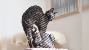 Корниш-рекс: описание, характеристики, 124 фото | 101kote.ru