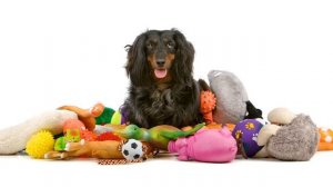 Что купить перед приобретением щенка?