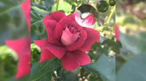 ЦВЕТЕНИЕ РОЗ С НАЗВАНИЯМИ СОРТОВ 7 июля 2021 г..mp4