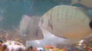 Рыбы Средиземного моря. Морские караси.