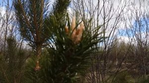 Почки сосны. Как заваривать и пить