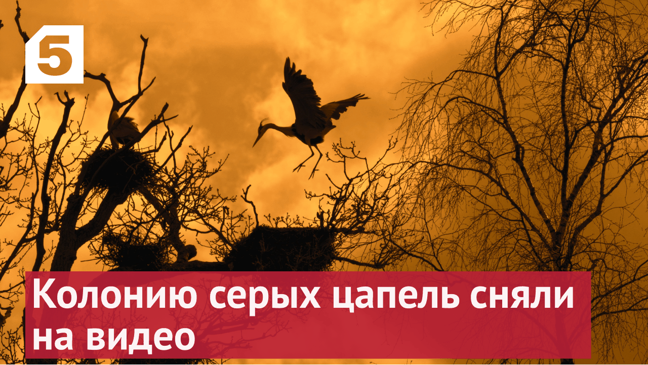 Колонию серых цапель сняли на видео в Калининградской области