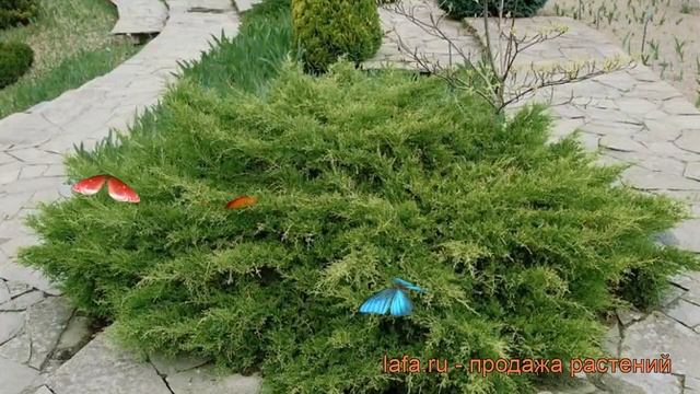 Можжевельник средний Пфитцериана Компакта ? обзор: как сажать, саженцы можжевельника