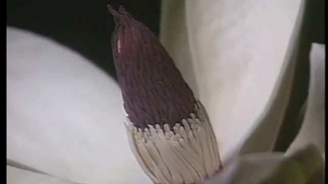 科学映像館　WILD PLANTS OF JAPAN（Magnolia obovata)ホオノキの開花 смотреть онлайн