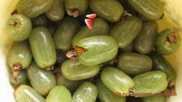 Актинидия коломикта Любительская ? обзор: как сажать, саженцы актинидии Любительская смотреть онлайн