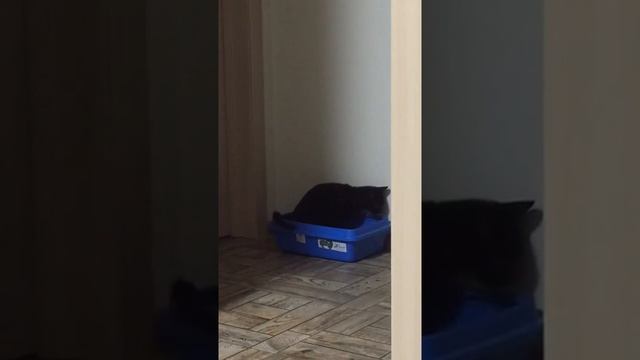 Кот покакал и спрятал фекалии смотреть онлайн