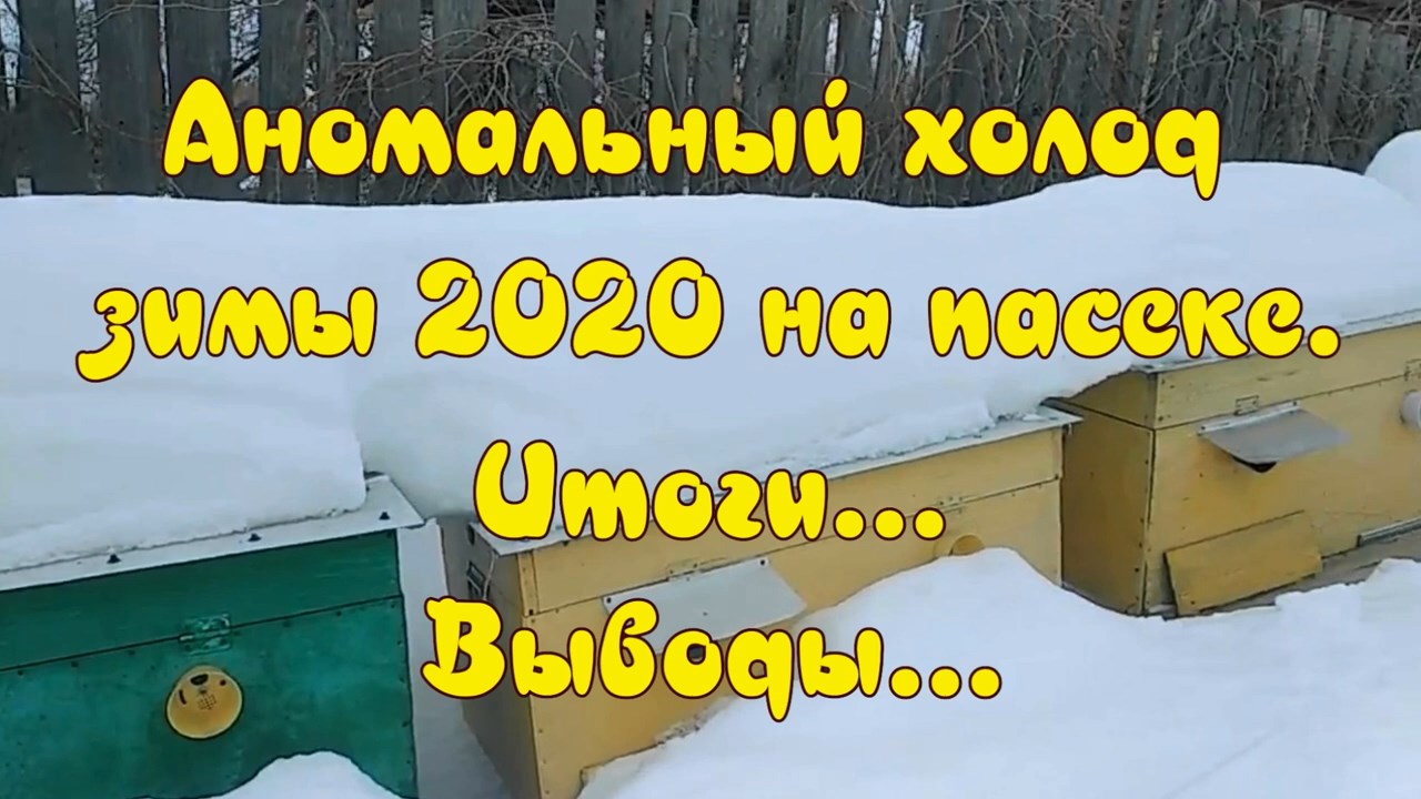 АНОМАЛЬНЫЙ ХОЛОД ЗИМЫ 2020 НА ПАСЕКЕ ИТОГИ ВЫВОДЫ смотреть онлайн