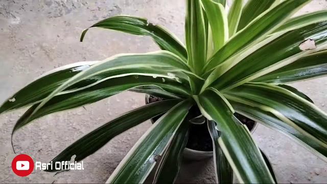 Tanaman Hias Bunga Lili Paris(Chlorophytum comosum) смотреть онлайн