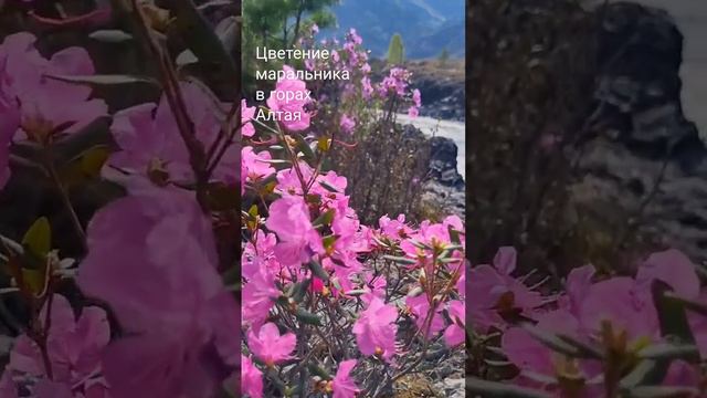 Цветение маральника в горах Алтая #алтай #горы #маральник #цветениемаральника #весна