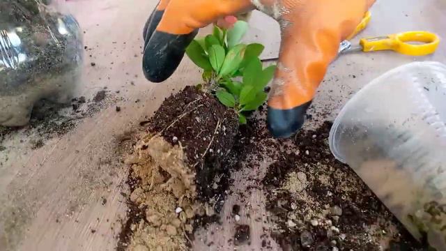 Малочай гүлін отырғызу 🌿 Еш қыиындықсыз,🌿 смотреть онлайн