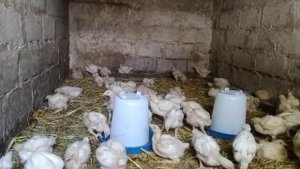 ВЕС БРОЙЛЕРА В ТРИ НЕДЕЛИ/ КОРМЛЕНИЕ БРОЙЛЕРА/ ВЕС МУСКУСНЫХ УТОК, ХОЗЯЙСТВО ЛЕНТЯЯ?3 липня 2020 р.