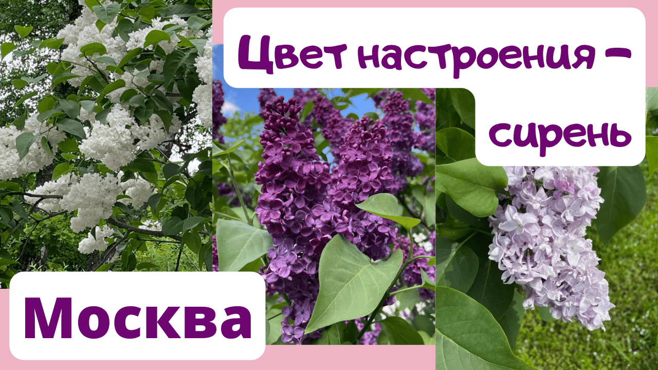 Стекольный предложение. Пахнет сиренью тип предложения. Сирень и я уже счастлива. Пахнет сиренью тип предложения. Запах сирени вещество.