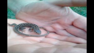 Разноцветная ящурка .