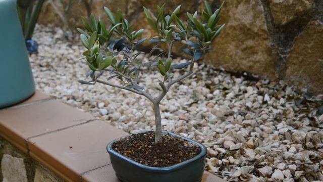 Зачем поворачивать ваш Бонсай к солнцу смотреть онлайн