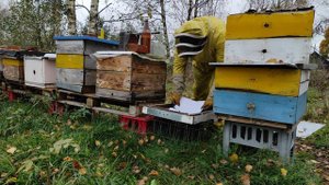 Пчеловодство.Как сыпется клещ после обработки щавельной кислоты. Итоги обработки варроатоза у пчёл.