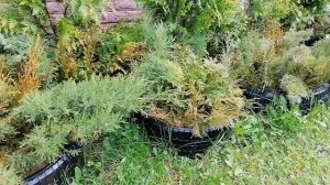Укоренение хвойных растений, ежедневный полив черенков.
