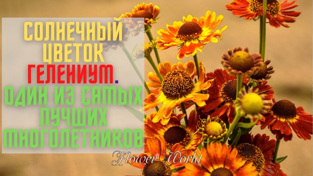 Солнечный цветок гелениум. Один из самых лучших многолетников.?