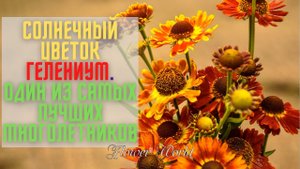 Солнечный цветок гелениум. Один из самых лучших многолетников.?