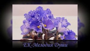 Новые сорта фиалок Елены Коршуновой. ЕК 2017. Часть 2.