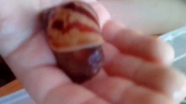 Наша улитка-ахатинка любит морскую капусту смотреть онлайн