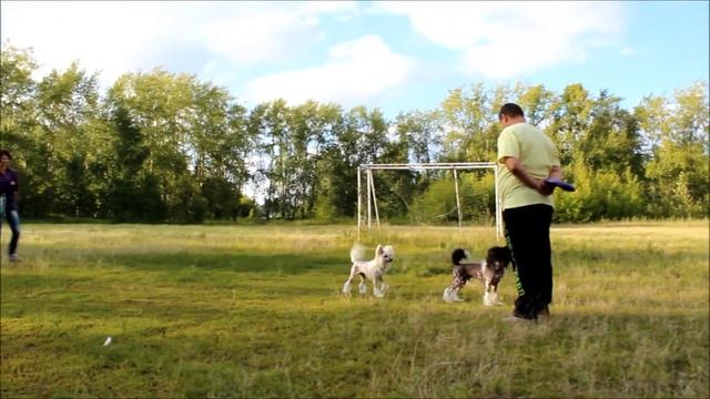 КХС Цезарь и Ника июль 2014г смотреть онлайн