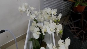 LETTO ОРХИДЕИ с сайта ОРХО?РАЙ Азиатские  подростки Краснодар