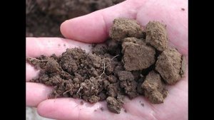 Структура почвы