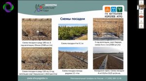 Опыт создания плантации жимолости в КФХ “Шуйские Ягоды”. Королев В.В.