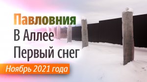 Аллея Павловнии в середине ноября 2021 года.