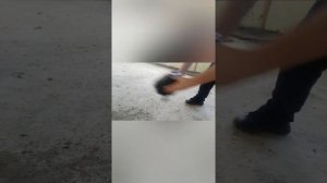 Кап ремонт двигателя Honda Lead AF 20