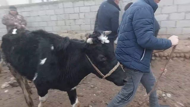 Ģurumsaroy mol bozori sigirlar va ģunajinlar narhlari 1.02.2024yil