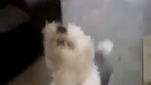 Собака смеётся 😂😂😃