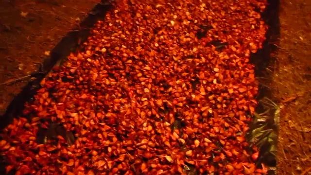 Разлущивание чеснока на зубки и обработка посадочного материала от грибковых заболеваний смотреть онлайн