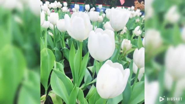 先导片之带80天宝宝国庆漫游荷兰花海，也太美了吧😍 смотреть онлайн