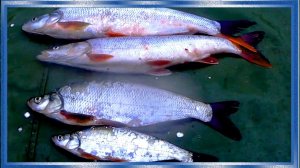 Необычные рыбы Амура, плоскоголовый Жерех, и Монгольский краснопёр, рыбалка  с fisherman dv.27rus