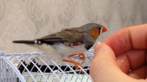 Ручной амадин