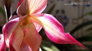 Цветение фрагмипедиум. Phragmipedium Cardinale y Phragmipedium Ainsworthii.