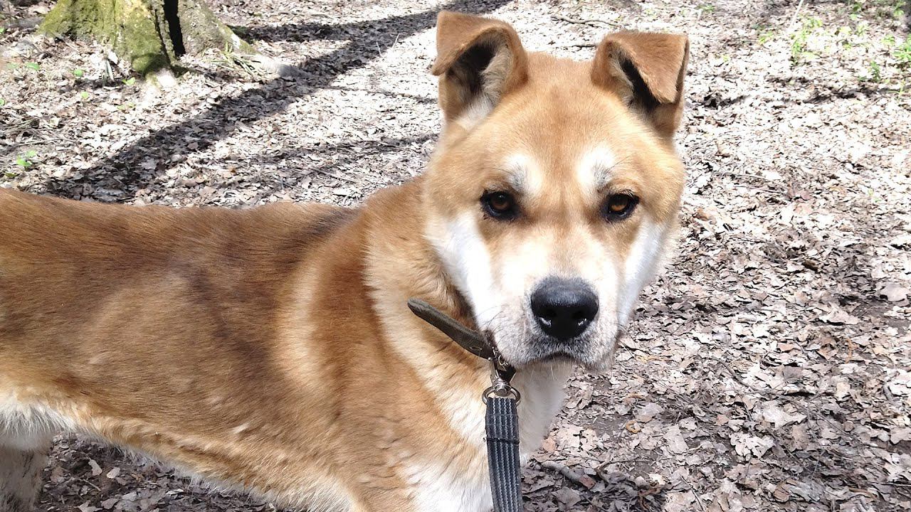 РАФ, серьезный непростой пёс из приюта Щербинка, ищет дом и достойного хозяина