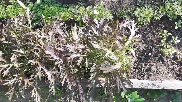Мизуна. Вкуснятина.