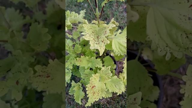 Колеус гибридный "Пеле" | Coleus hybridus "Pele" смотреть онлайн