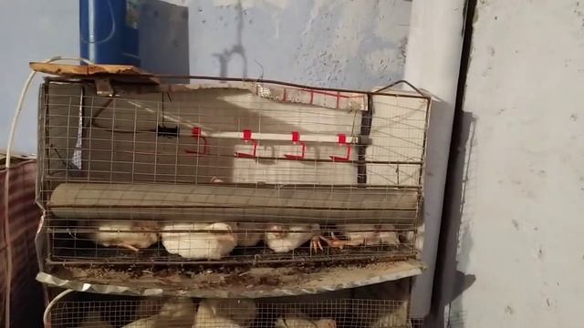 Выращивание Бройлеров с первых дней и до забоя/ Бройлерам 33 дня смотреть онлайн